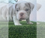 Small #2 American Bully