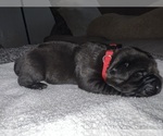 Small Photo #1 Labrador Retriever Puppy For Sale in REDDING, CA, USA