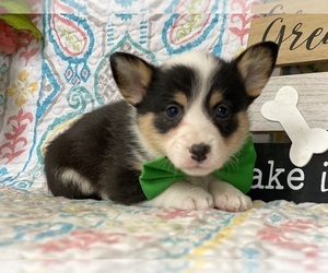 Pembroke Welsh Corgi Puppy for sale in LANCASTER, PA, USA