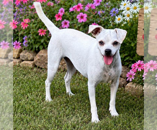 Medium Photo #4 Chihuahua Puppy For Sale in Yardley, PA, USA