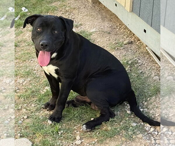 Medium Photo #6 Labrador Retriever-Unknown Mix Puppy For Sale in Canton, CT, USA