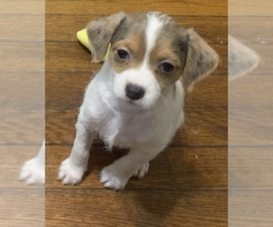 Medium German Hunting Terrier-Lowchen Mix