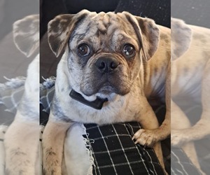 Father of the Pug puppies born on 06/05/2025