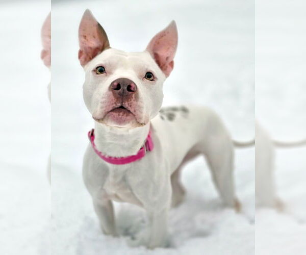 Medium Photo #2 Mutt Puppy For Sale in Westminster, MA, USA