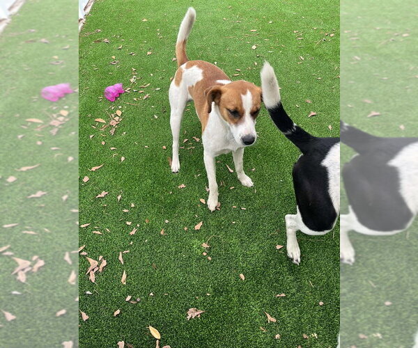 Medium Photo #1 Mutt Puppy For Sale in Elmsford, NY, USA