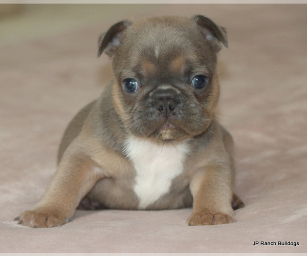 Medium Photo #8 French Bulldog Puppy For Sale in WINNSBORO, TX, USA