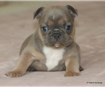 Small #7 French Bulldog