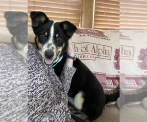 Australian Shepherd-Unknown Mix Dogs for adoption in Nazareth, PA, USA