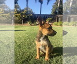 Small #6 German Shepherd Dog Mix