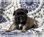 Small #3 French Bulldog