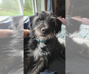 Mutt Dogs for adoption in Plymouth, MN, USA