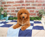Small #5 Goldendoodle mix (+ Poodle Miniature)