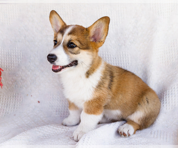 Medium Photo #3 Pembroke Welsh Corgi Puppy For Sale in WAKARUSA, IN, USA