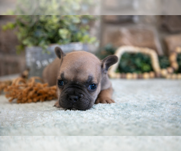 Medium Photo #4 French Bulldog Puppy For Sale in GRABILL, IN, USA