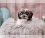 Small Photo #9 Mal-Shi-Unknown Mix Puppy For Sale in FULLERTON, CA, USA