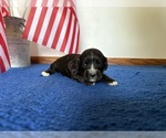 Small #6 Cavapoo