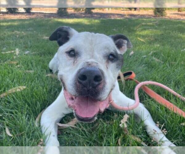 Medium Photo #1 American Bulldog-Unknown Mix Puppy For Sale in Martinez, CA, USA