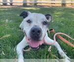 Small American Bulldog Mix