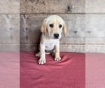 Small #1 Labrador Retriever