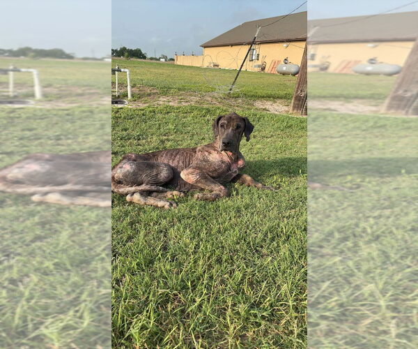 Medium Photo #3 Great Dane Puppy For Sale in Bullard, TX, USA