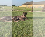 Small #2 Great Dane