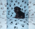 Small #8 YorkiePoo