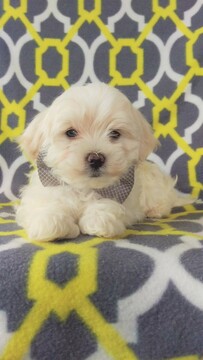 Medium Photo #6 Maltese Puppy For Sale in EDEN, PA, USA