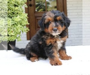 Bernedoodle (Miniature) Puppy for sale in NARVON, PA, USA