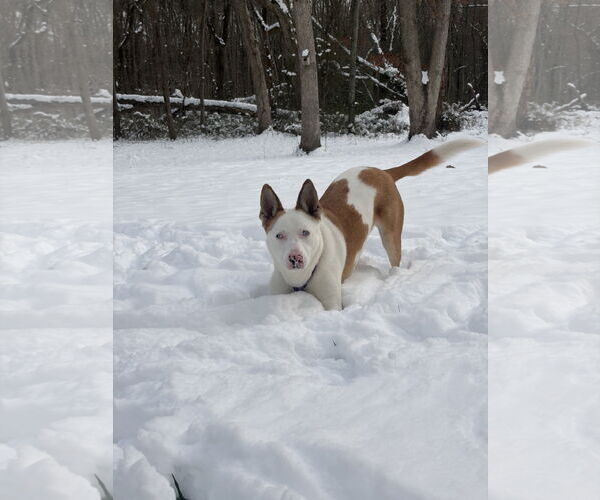 Medium Photo #14 Mutt Puppy For Sale in Chester, NJ, USA