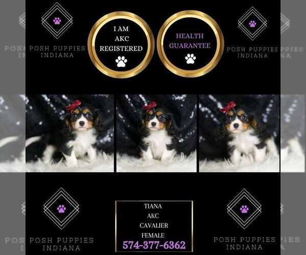 Medium Photo #6 Cavalier King Charles Spaniel Puppy For Sale in WARSAW, IN, USA