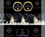 Small #5 Cavalier King Charles Spaniel