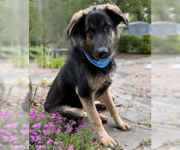 Medium Photo #1 German Shepherd Dog-Unknown Mix Puppy For Sale in Warrenton, VA, USA