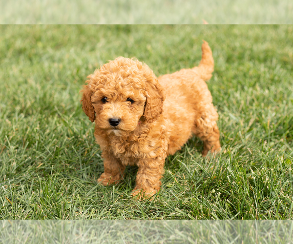 Medium Photo #3 Cock-A-Poo-Goldendoodle Mix Puppy For Sale in TOPEKA, IN, USA
