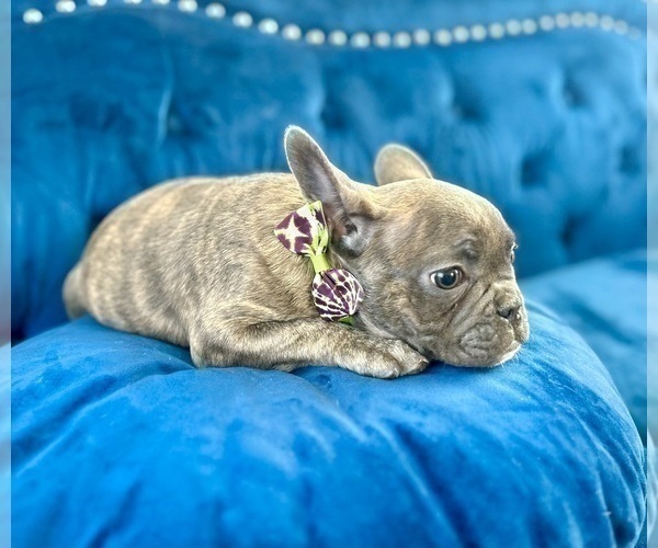Medium Photo #6 French Bulldog Puppy For Sale in BAKERSFIELD, CA, USA