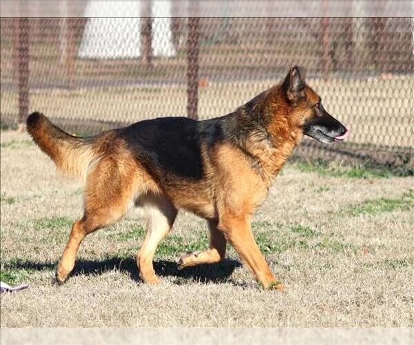 Medium Photo #1 German Shepherd Dog Puppy For Sale in Grovetown, GA, USA
