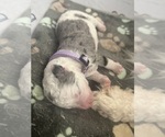 Small Photo #64 Aussiedoodle-Bernedoodle Mix Puppy For Sale in BELTON, SC, USA