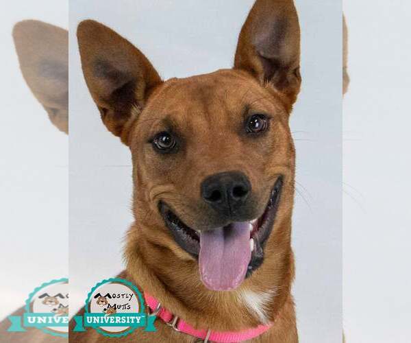 Medium Photo #1 Mutt Puppy For Sale in Kennesaw, GA, USA