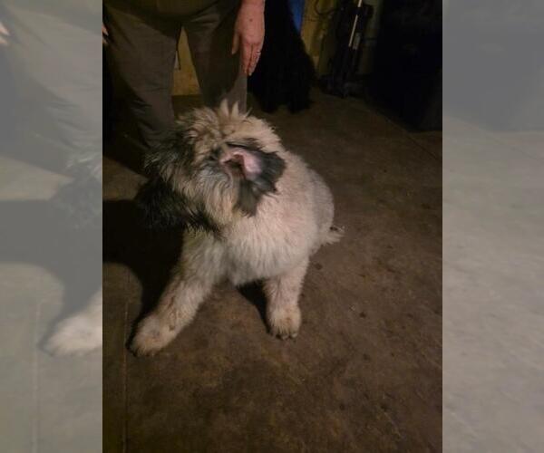 Medium Photo #1 Bouvier Des Flandres Puppy For Sale in MASSILLON, OH, USA