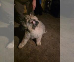 Bouvier Des Flandres Dogs for adoption in MASSILLON, OH, USA