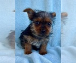 Small #4 Yorkshire Terrier