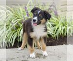 Small #3 Miniature Australian Shepherd