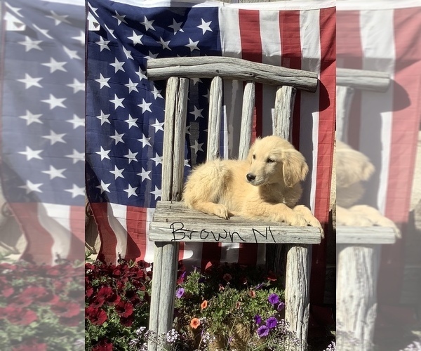 Medium Photo #2 Golden Retriever Puppy For Sale in WESTCLIFFE, CO, USA