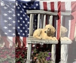 Small Photo #2 Golden Retriever Puppy For Sale in WESTCLIFFE, CO, USA