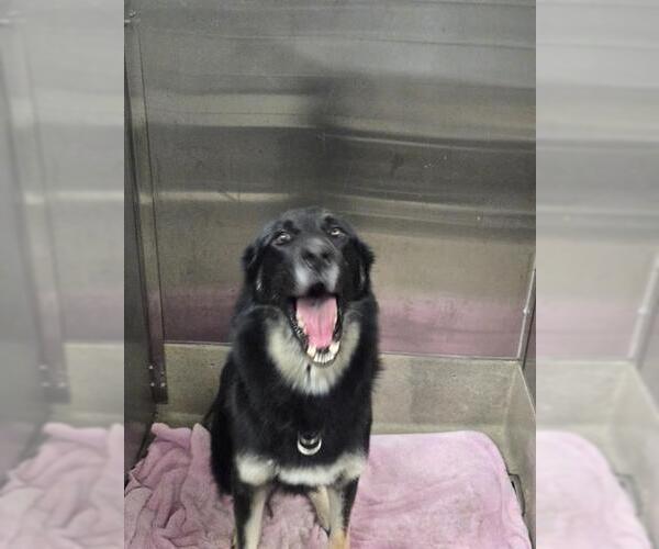 Medium Photo #1 German Shepherd Dog Puppy For Sale in Fort Lauderdale, FL, USA