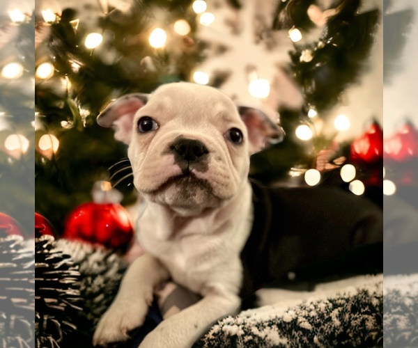 Medium Photo #1 French Bulldog Puppy For Sale in CUDAHY, WI, USA