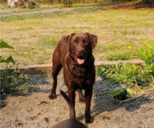 Father of the Labrador Retriever puppies born on 04/28/2025