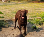 Small Photo #1 Labrador Retriever Puppy For Sale in CHEHALIS, WA, USA