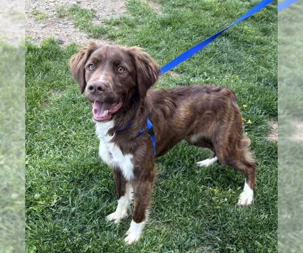 Medium Photo #1 English Setter-Unknown Mix Puppy For Sale in Boston, MA, USA