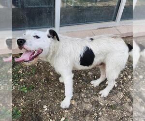 Mutt Dogs for adoption in San Antonio, TX, USA
