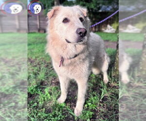 Mandeline - Female Great Pyrenees Dog for Adoption - Photo #2